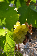 cépage blanc Loupiac