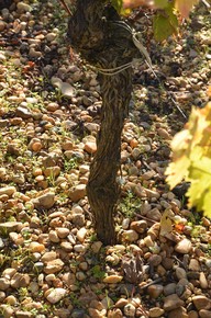 Château la Louvière 7