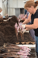 greffage vignes 1