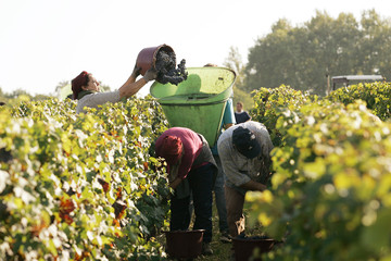 Vendanges La Louvière rouge